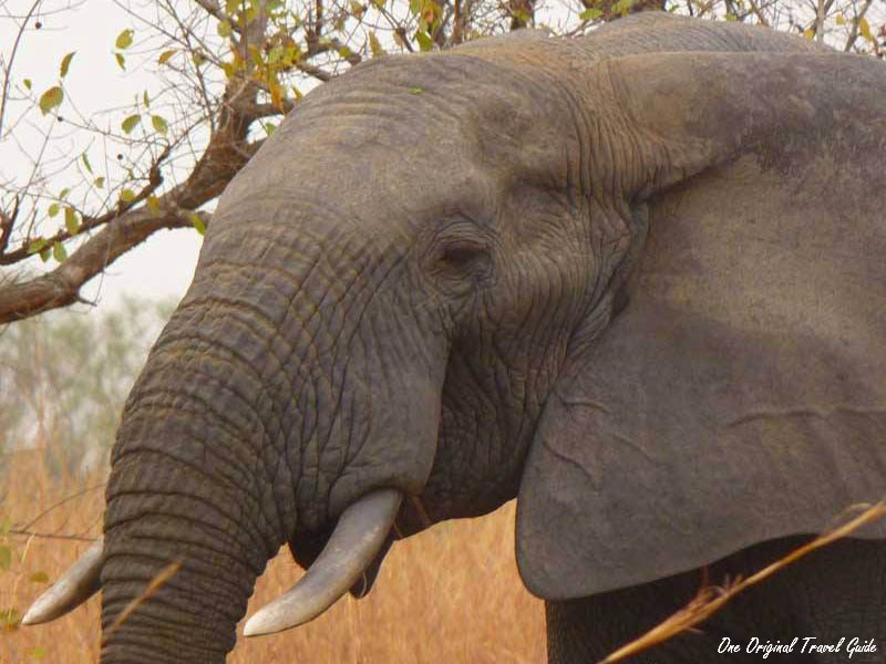 Atigli - Elephant - Parc de la Pendjari - Nattitingou - Bénin