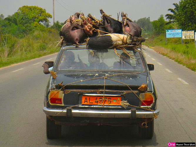 Transport de cochons - Cotonou - Bénin