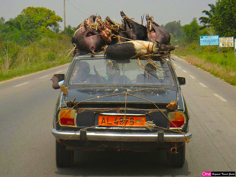 Transport de cochons - Cotonou - Bénin